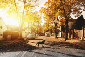 a dog standing in the middle of a street.